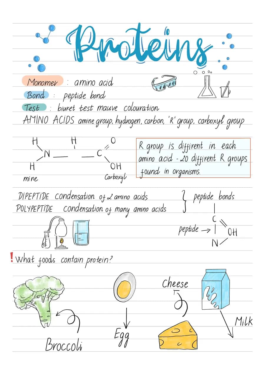 Proteins — a handwritten biology note made in CollaNote