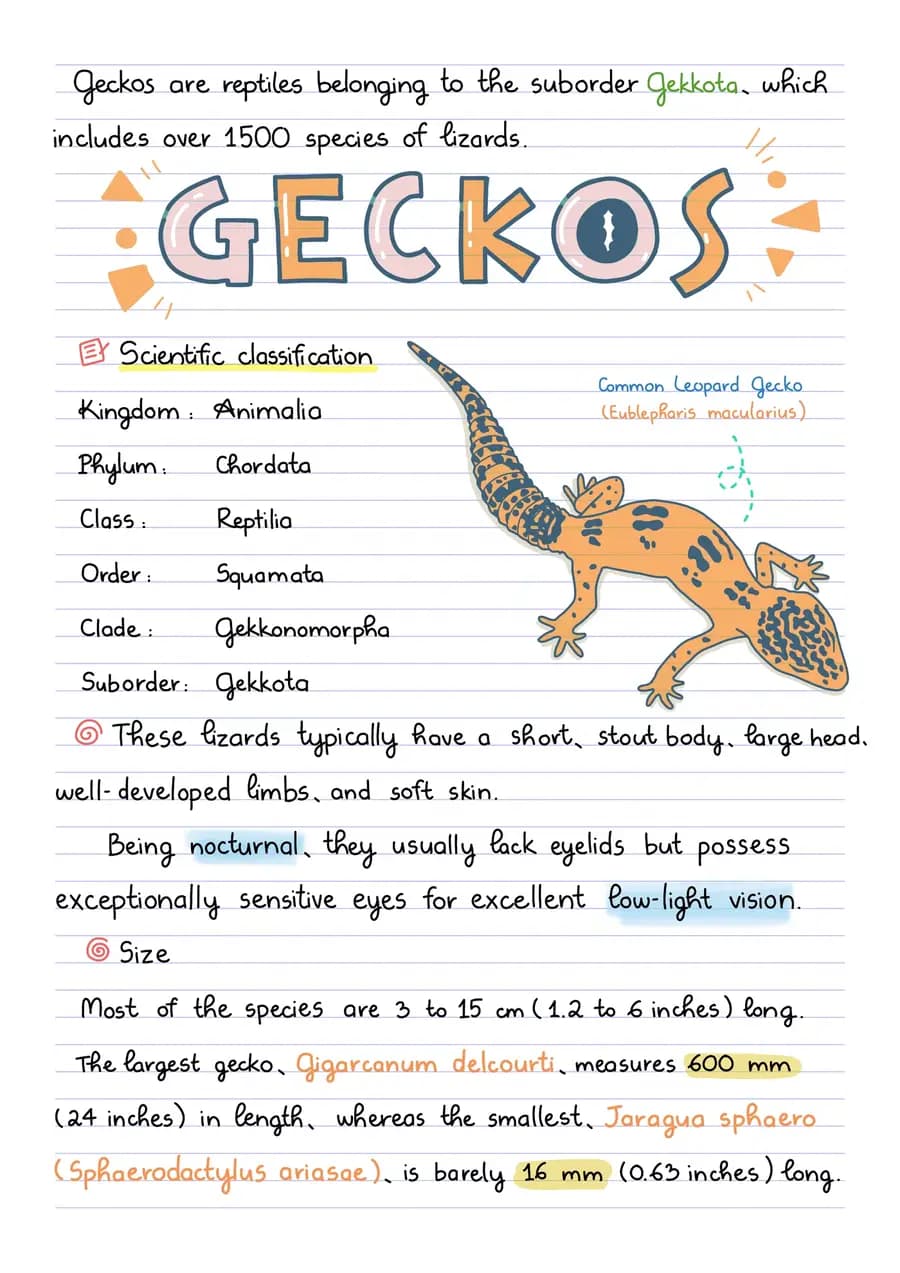 Geckos — a handwritten biology note made in CollaNote