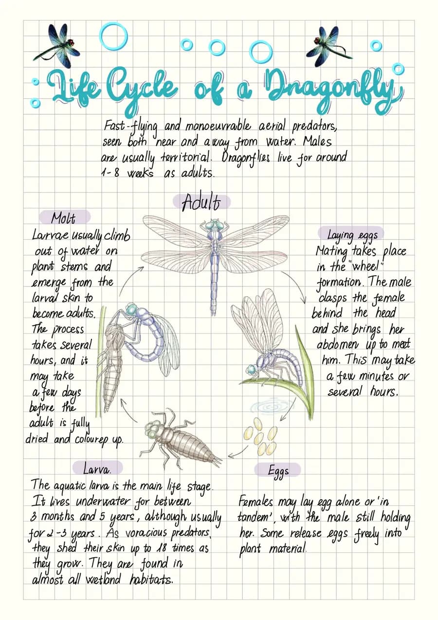 Life cycle of a dragonfly — a handwritten biology note made in CollaNote