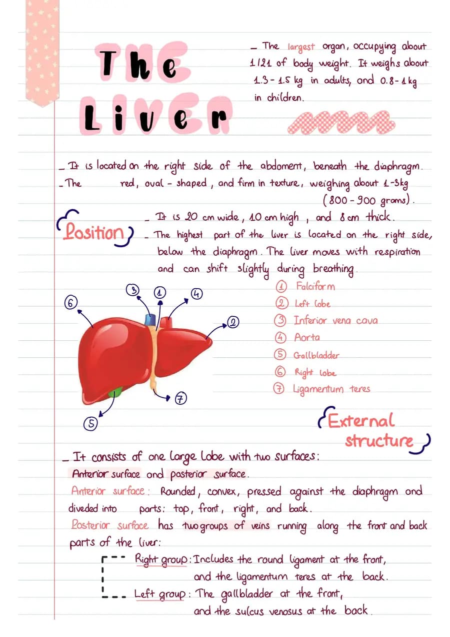 The liver — a handwritten biology note made in CollaNote